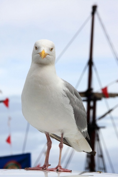 seagull_and_boat_190918