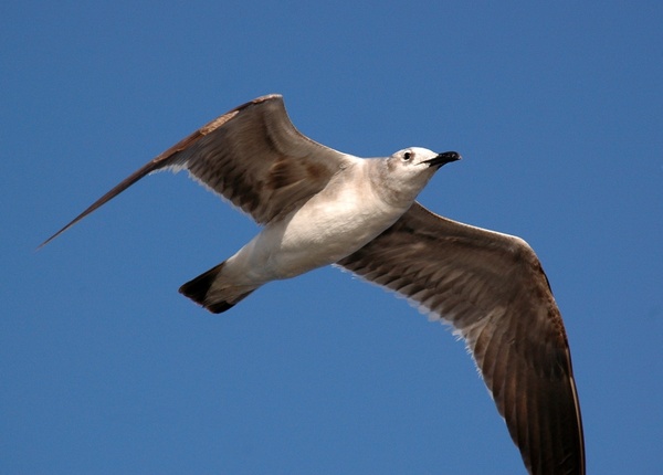 seagull_soaring_206656